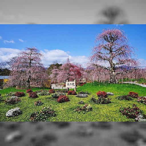 盛開期將有多麼美！日本名古屋粉紅浪漫枝垂梅祭 | 旅遊 | 聯合新聞網